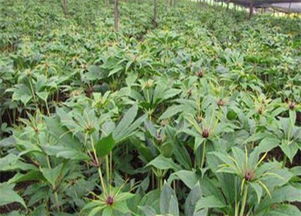 中药重楼价格多少一斤？从种植到收获需多长时间？种植前景及技术附中药材全程服务指南