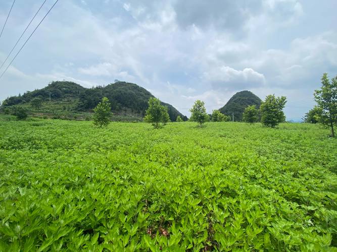 乐群村中药材种植基地 以短养长促增收，技术服务助振兴