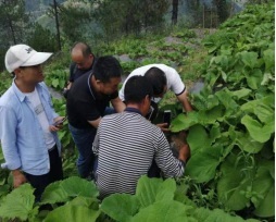 云南省专家基层科研工作站-徐福荣工作站专家团赴兰坪县开展中药材种植技术服务