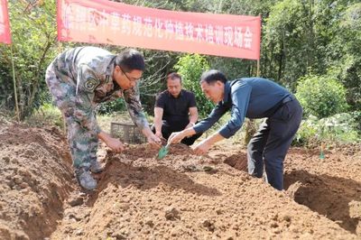 省农科院专家田间授课，助力农户掌握仙茅科学种植技术