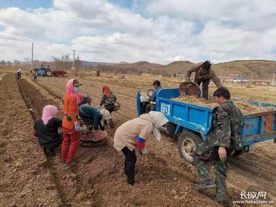 中药材种植技术服务升级 农技专家全程跟踪，破解发展难题