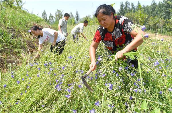 南召县崔庄乡 中药材种植技术服务，开辟山区群众致富新路径
