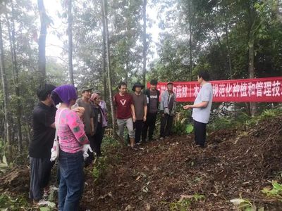 福贡上帕 林下种植中药材 乡村振兴有“良方”